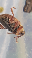 Lignyodes suturatus