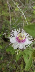 Passiflora santiagana