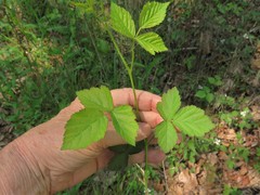 Rubus steelei