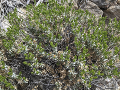 Ericameria cuneata