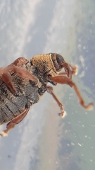Lignyodes suturatus
