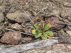 Sidotheca emarginata