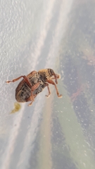 Lignyodes suturatus