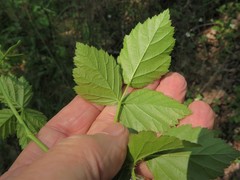 Rubus steelei