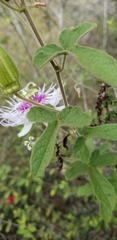 Passiflora santiagana