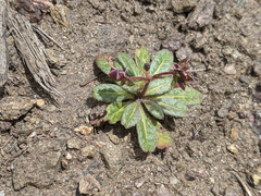 Sidotheca emarginata