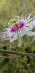 Passiflora santiagana