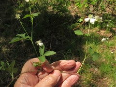 Rubus steelei