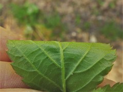 Rubus steelei