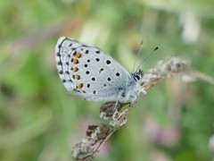 Pseudophilotes baton