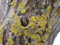Xanthoria parietina