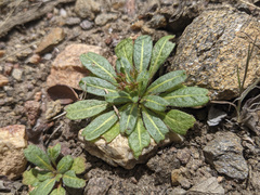 Sidotheca emarginata