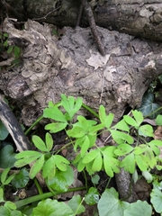 Corydalis solida