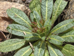 Sidotheca emarginata