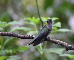 Campylopterus largipennis