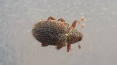 Lignyodes