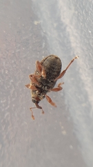 Lignyodes