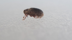 Lignyodes