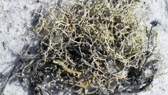 Cladonia subsetacea