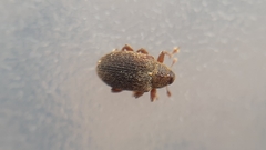 Lignyodes