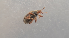 Lignyodes