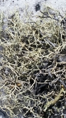 Cladonia subsetacea