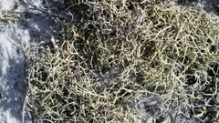 Cladonia subsetacea