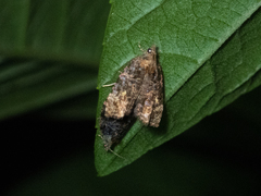 Gatesclarkeana idia
