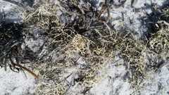 Cladonia subsetacea