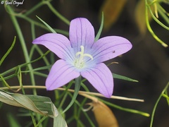 Campanula retrorsa