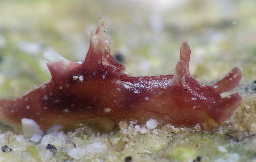 Aplysia cedrosensis