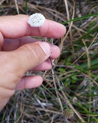 Melanthera angustifolia