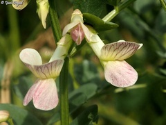 Vicia galeata