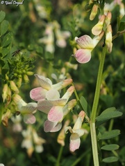 Vicia galeata