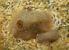 Jorunna tempisquensis