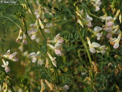 Vicia galeata