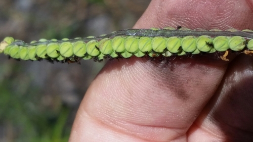 Image of Paspalum praecox by (c) Jay Horn, some rights reserved (CC BY)