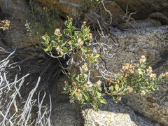 Ericameria cuneata