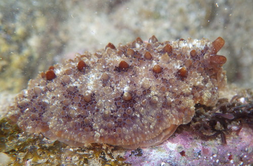 Diguet's Pleurobranchus