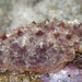 Pleurobranchus digueti - Photo (c) Jeff Goddard, some rights reserved (CC BY-NC), uploaded by Jeff Goddard