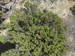 Ericameria cuneata