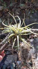 Tillandsia erubescens