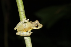 Scinax iquitorum