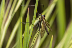 Limonia maculipennis