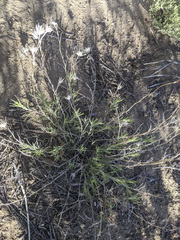 Eriastrum densifolium