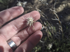 Eriastrum densifolium