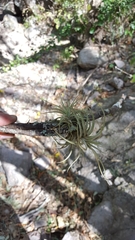 Tillandsia erubescens