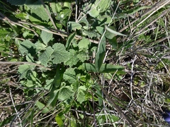 Marrubieae