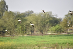 Himantopus himantopus