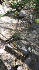 Tillandsia erubescens
